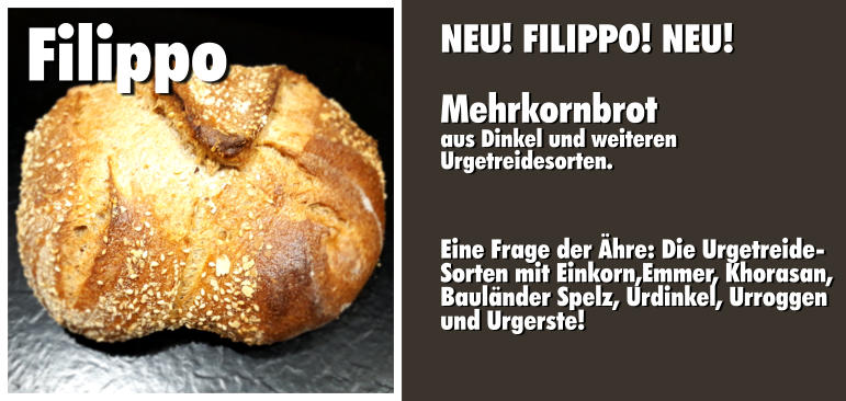NEU! FILIPPO! NEU!  Mehrkornbrot aus Dinkel und weiteren  Urgetreidesorten.    Eine Frage der Ähre: Die Urgetreide- Sorten mit Einkorn,Emmer, Khorasan,  Bauländer Spelz, Urdinkel, Urroggen  und Urgerste!  Filippo